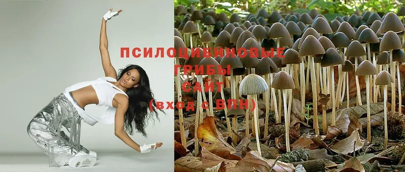 наркота  Ишимбай  Галлюциногенные грибы Psilocybe 